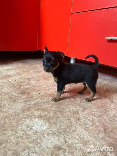 Девочки тойчики