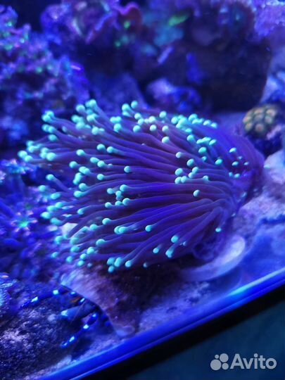 Живые кораллы