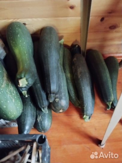 Кабачки свежие домашние