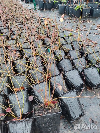 Чернозем верх срез 15см, смесь, перегной сыпец 2г