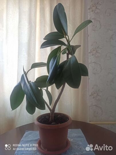 Фикус каучуконосный