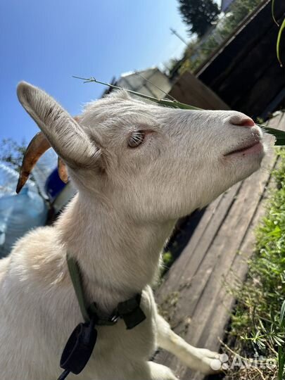Коза дойная и козочка