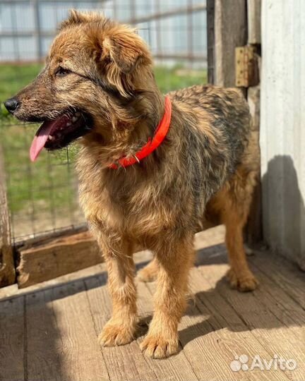 Отдаю щенка Мальву в добрые руки