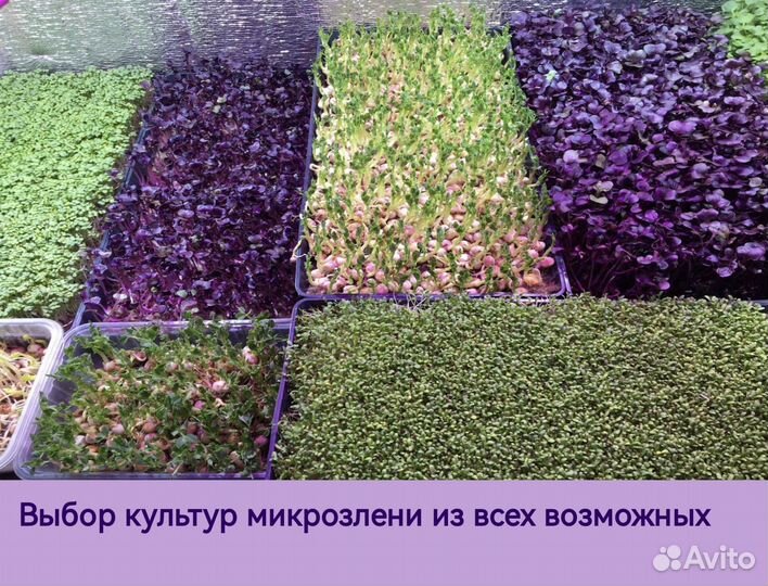 Микрозелень