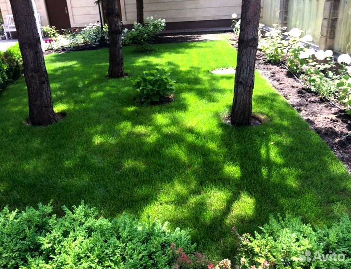 Рулонный газон