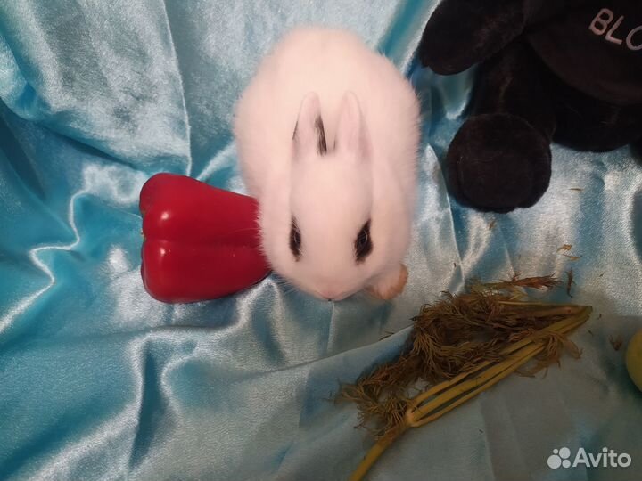 Карликовый декоративный кролик редкий окрас