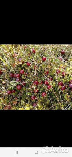 Клюква свежая