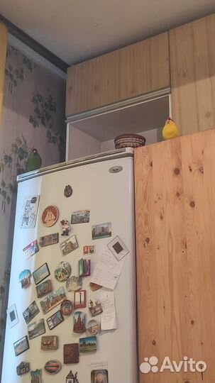 Попугай какарик