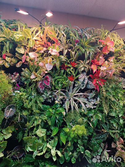 Фитостены и вертикальное озеленение