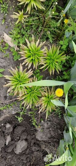 Лилия розовая