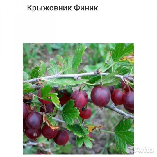Крыжовник Финик