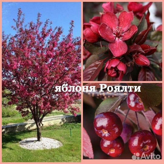 Яблоня декоративная