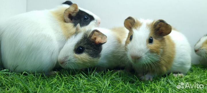 Морские свинки малыши