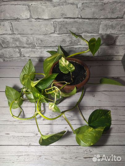 Сциндапсус