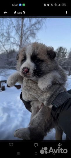 Детки -щеночки