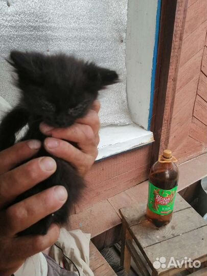 Котята в добрые руки бесплатно