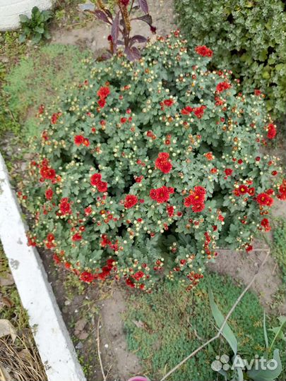 Цветы хризантемы, розы