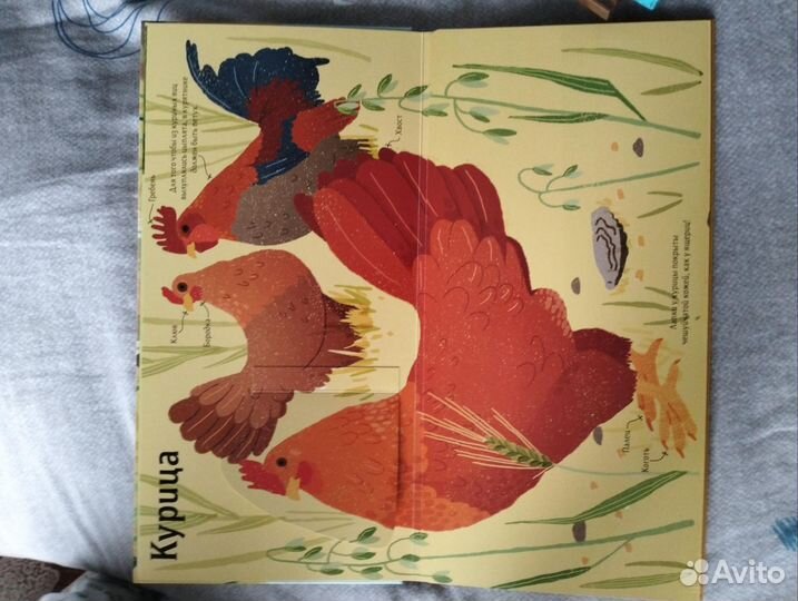 Книги от миф.Животные снаружи и внутри. Моне. ч. 2