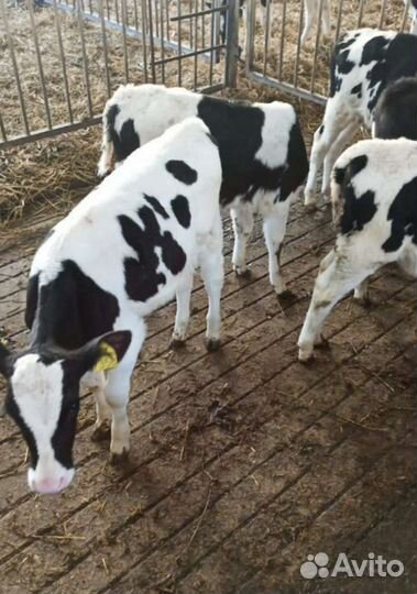 Телята бычки