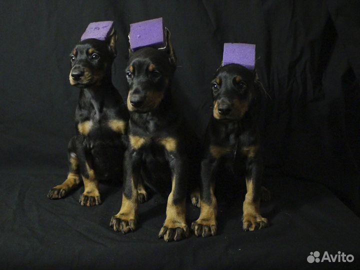 Щенки добермана