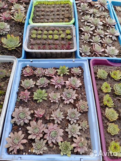 Молодило каменная роза