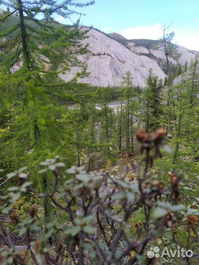 Сагаан дали (белое крыло)