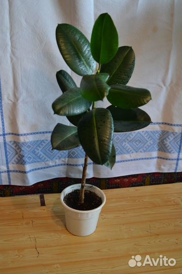 Фикус каучконосный