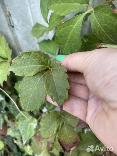 Плющ,почвопокровники