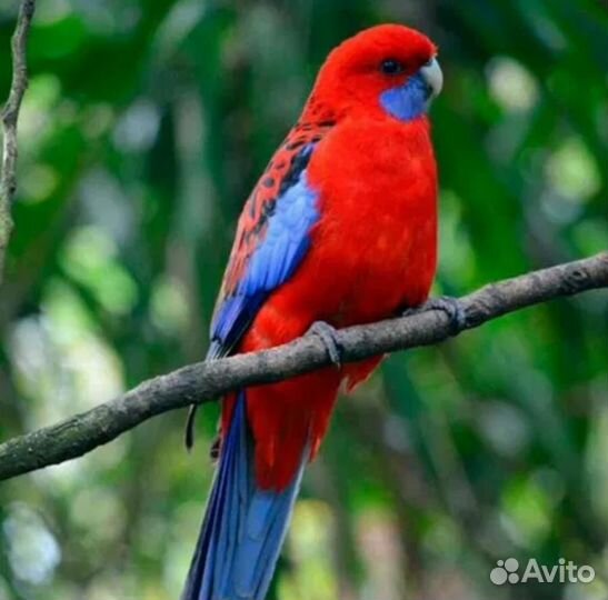 Попугаи оптом