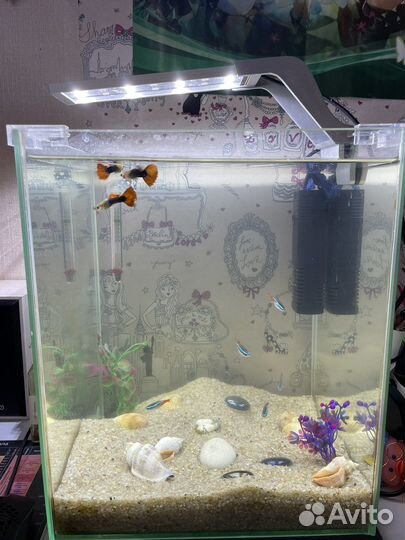 Аквариумные рыбки