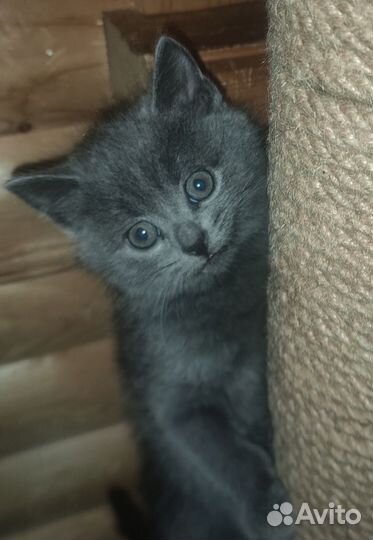 Кошка в дар