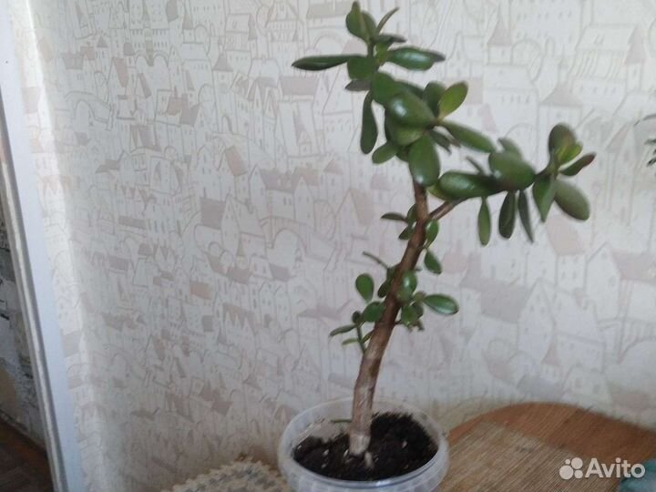 Крассула толстянка