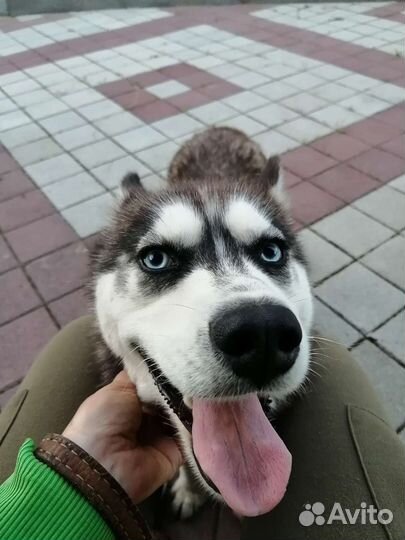 Сибирский хаски