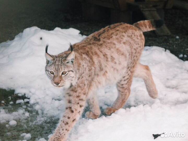 Экскурсия — Сочи — В мире животных Кавказа