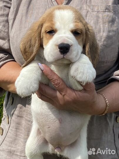 Бигль щенки