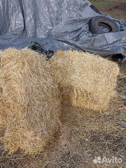Солома ячменная в тюках