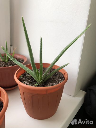 Алоэ лечебный