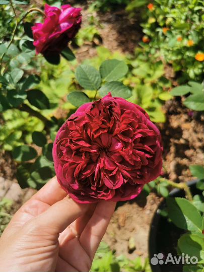 Роза английская Вильям Шекспир