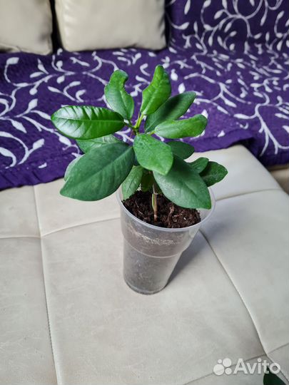 Фикус микрокарпа мокламе