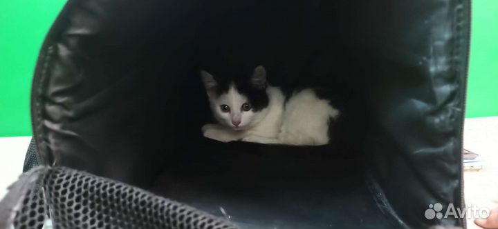 Котёнок (девочка)