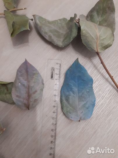 Сухие листья