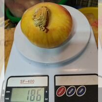 Крупноплодный семейный лук, народной селекции