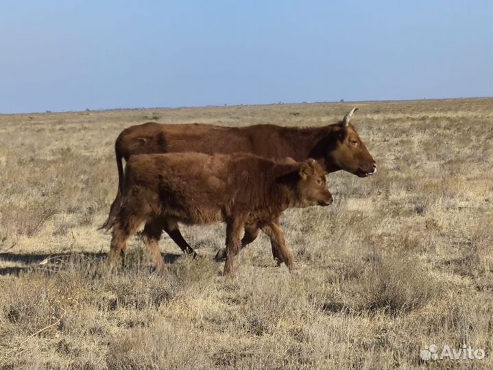 Бычки и телята