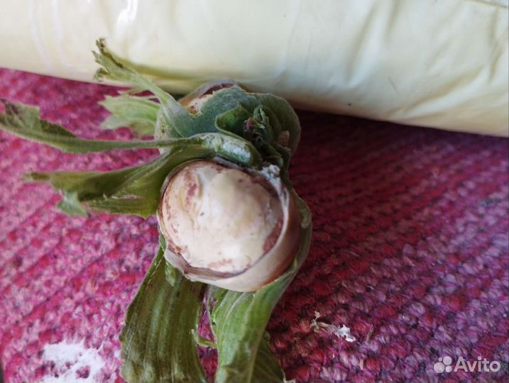 Орех фундук Трапезунд саженец