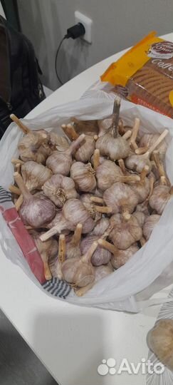 Чеснок зимний