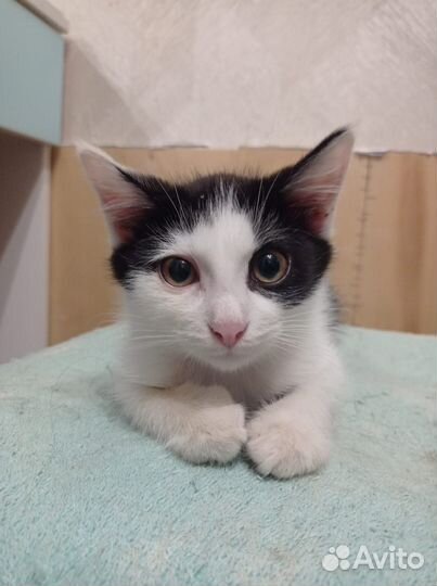 Котик