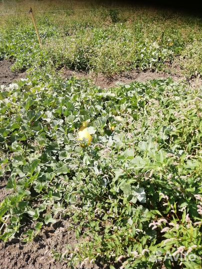 Дыня Лада Карамель