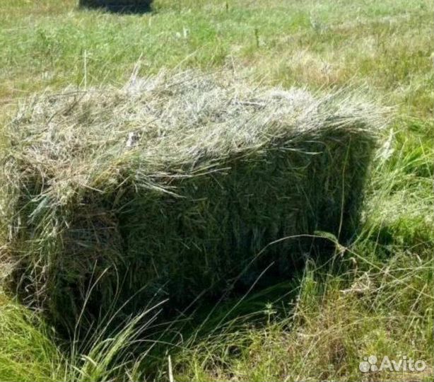 Сено луговое в тюках и ячменная солома в тюках