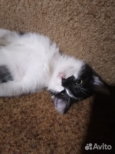 Котята в добрые руки бесплатно