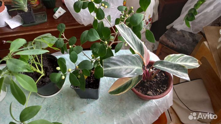 Комнатные цветы:кротон'ы